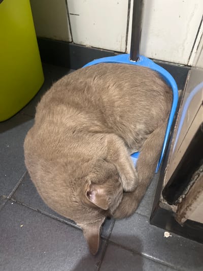 A light brown Burmese cat is curled up asleep in a blue plastic bowl on a dark gray tiled floor. The bowl sits next to a white cabinet. A portion of a green object is visible at the bottom left of the frame. The location is Bernal Este, Argentina.