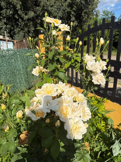 In the city of Rusokastro, Bulgaria, a close-up shot captures a cluster of creamy yellow roses in bloom. The flowers, with their layered petals, are the primary subject, illuminated by bright sunlight. The background reveals a black wooden fence and a yellow wall, suggesting an outdoor setting. Lush green foliage surrounds the roses, with some dried leaves and buds also visible on the branches. The scene appears to be a garden or yard, bathed in the natural light of a clear day.