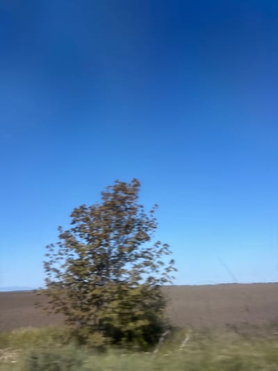 The image shows a landscape on a sunny day, tilted at an angle. A field of green grass and some vegetation is visible on the left side of the frame. A tree with green leaves appears in the middle, reaching towards the sky. The sky is a clear, bright blue, occupying most of the upper portion of the image. There are no people or identifiable objects. The location of the image within the city of Zamfir, Bulgaria is impossible to determine from the image provided.