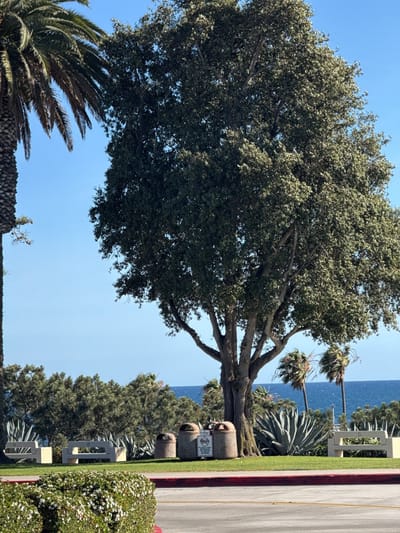 The image depicts a park-like setting in Newport Beach, California.  The scene is dominated by mature trees, including a large ficus tree and a tall palm tree on the left edge of the frame. The background includes glimpses of the Pacific Ocean and additional palm trees in the distance. In the midground, there are concrete benches, trash receptacles, and various types of vegetation, including bushes and large agave plants.  The foreground consists of a green hedge and a portion of a paved area, possibly a street or sidewalk. The sky is clear and blue, suggesting a sunny day.