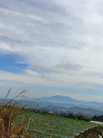 A verdant field dotted with rows of plants stretches towards a misty valley, where buildings nestle among rolling hills. A prominent mountain range rises in the background, its peaks softened by the atmospheric haze. Wispy clouds fill the sky, transitioning from a pale blue near the horizon to a more solid white expanse overhead. Dried grasses in the foreground add texture and depth to the landscape.