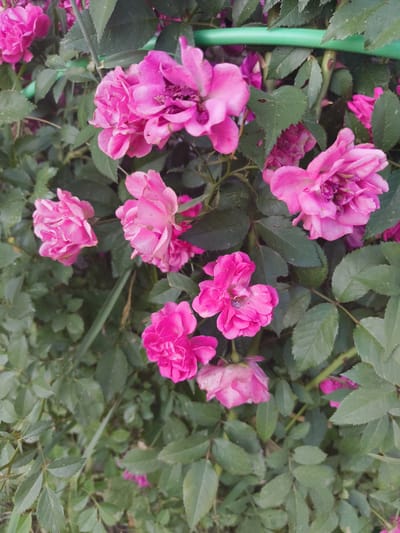 This is a close-up, eye-level, vertical shot of several vibrant pink roses in full bloom, intertwined with dark green foliage. The roses vary in their stage of development, with some fully open and others just beginning to unfurl. The petals are ruffled and layered, showcasing a delicate texture. A few of the roses have hints of lighter pink or white in their centers.
The background is dominated by the lush, deep green leaves of the rose bush, creating a natural and organic setting. The leaves are varied in shape and size, with some showing slight imperfections, suggesting they are part of a living plant exposed to the elements. A thin, bright green support rod or garden stake is visible horizontally across the upper portion of the frame, partially obscured by the leaves and flowers.
The lighting suggests it might be daytime, possibly overcast or in a shaded area, as there are no harsh shadows and the colors are evenly saturated. The overall mood is peaceful and natural, highlighting the beauty of the flowers. There is no visible text in the image. The context indicates the location is Klichaw, Belarus. The activity is simply the natural blooming of roses in a garden or natural setting.
