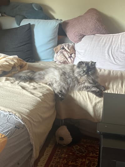 A long-haired, gray cat is lying on a beige blanket on a sofa. The cat is looking towards the viewer. Behind the cat, there are several pillows of various colors and textures, including a light blue pillow, a dark gray pillow, a pink fluffy pillow, and a white pillow. There is also a pillow with a dog's face on it. In the background, a large gray stuffed animal, possibly a shark, is visible. To the right of the cat, a dark object, possibly a table, is present. The scene appears to be indoors, likely in a living room. The image does not provide any specific clues to suggest a location in Bottrop, Germany.