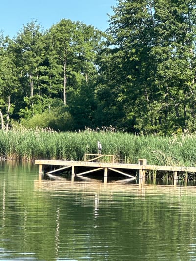 This media file shows a natural scene with a wooden structure on a body of water, surrounded by lush greenery and trees. The water is calm, reflecting the surrounding vegetation and the wooden pier, creating a serene and peaceful atmosphere. The pier appears to be a man-made structure, possibly for accessing the water or as a vantage point for observing nature. The greenery includes tall reeds or grasses growing along the edge of the water and dense trees in the background, suggesting a natural habitat. There is a bird on the pier, adding a touch of wildlife to the scene. The lighting suggests it is daytime, likely with clear or partly cloudy skies, given the brightness and the clear blue sky visible in some areas. The overall impression is one of tranquility and natural beauty, possibly captured in a rural or park-like setting in Khlypnivka, Ukraine. There is no visible text in the image.