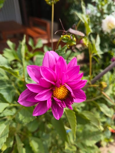 A vibrant magenta dahlia dominates the frame, its petals neatly arranged around a golden yellow center. The flower is surrounded by lush green foliage, hinting at a thriving garden. In the background, an elongated bug perches on a stem, adding an element of wildlife to the scene. A blurry glimpse of a wooden structure suggests an outdoor setting. The overall image captures the beauty of nature in detail.