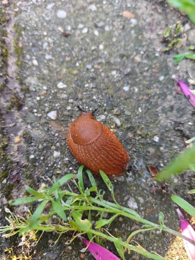 A close-up, eye-level shot captures a reddish-brown slug on a textured, grey concrete surface, likely a garden path or patio in Nieuw-Vennep, Netherlands. The slug, oriented horizontally and slightly to the right of the frame's center, exhibits a segmented, ridged body and two dark eye stalks protruding from its head. The concrete is interspersed with small pebbles, bits of moss, and scattered debris. In the foreground and lower right of the image, several green stems of vegetation are visible, with some appearing wilted. A few bright pink petals are also present, adding a touch of color to the scene. The lighting suggests it is daytime, with some shadows indicating overcast conditions or indirect sunlight. No people or other animals are present.