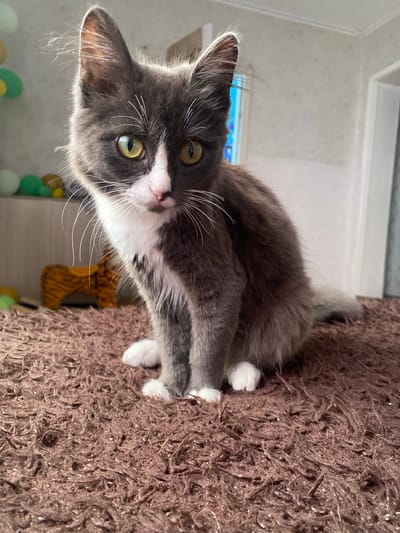 A young grey and white domestic cat is captured from a low angle, sitting on a shaggy brown rug. The cat is facing the camera with its body angled slightly to the left. Its large, striking green eyes are looking directly at the viewer. The cat has prominent white whiskers and white markings on its chest and nose. Its paws, also white, are tucked neatly beneath it. In the background, out of focus, are some colorful spherical objects on a shelf, and a blurred image of a tiger-striped toy. The overall environment appears to be an indoor domestic setting. The image does not provide any information regarding the city of Mamontovo, Russia.