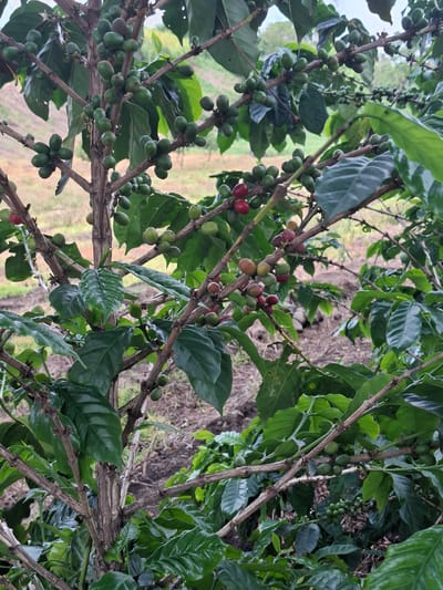 The image shows a close-up view of a coffee plant branch laden with both green and red coffee cherries, interspersed with lush green leaves. The branches themselves are woody and brown, with some showing signs of age. The coffee cherries are clustered together in varying stages of ripeness, with the red ones indicating maturity and readiness for harvest. The background is blurred, suggesting a natural outdoor setting, likely a coffee plantation. The lighting indicates it is daytime, possibly overcast as there are no harsh shadows. The overall impression is one of a bountiful harvest, with the vibrant colors of the cherries contrasting against the deep green foliage. The setting is identified as Kebunbaru, Indonesia, a region known for its coffee cultivation. There is no visible text in the image.