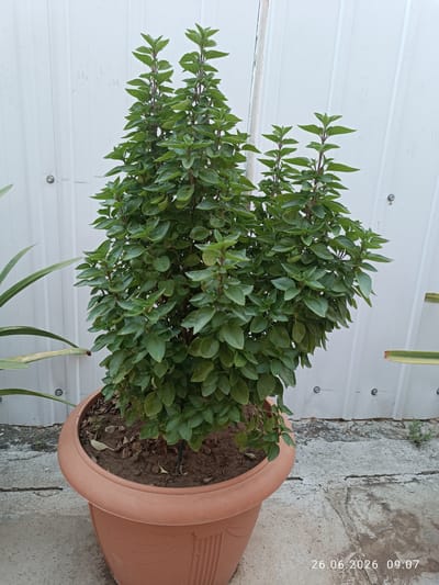 The media file showcases a potted plant with lush green foliage against a white, corrugated metal background. The plant, which appears to be basil or a similar herb, is bushy and tall, with numerous small, oval leaves and thin, reddish-brown stems. It is housed in a large, round, terra cotta-colored plastic pot. The pot sits on a concrete surface that shows some cracks and wear. To the left of the potted plant, a different plant with long, slender green leaves is partially visible, also seeming to be in a pot or growing nearby.
The scene is outdoors, indicated by the natural lighting and the concrete ground. The white background appears to be a wall or fence, with visible rivets or fasteners. The overall impression is one of an outdoor garden or patio area.
The image is dated "26.06.2026 09:07", suggesting a morning time. The lighting is bright but diffused, possibly indicating an overcast day or early morning sun. There are no people visible in the media file. The focus is solely on the plant and its immediate surroundings.