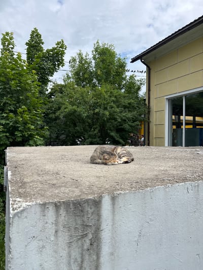 A tabby cat is curled up asleep on a concrete ledge. The cat is gray with darker stripes and orange markings on its face. Behind the ledge, a yellow building with a large window is visible. In the background, several trees with lush green leaves are present. The sky is partly cloudy. Several birds are perched on wires in the distance, and a few people are visible near the building. This scene is located in the city of Luga, Russia.
