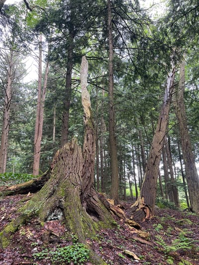 The image depicts a forest scene with a prominent, decaying tree stump in the foreground. The stump is large and gnarled, covered in moss and with a visible cavity at its base. Several broken branches and logs lie scattered around it on the forest floor, which is covered in fallen leaves and small green plants. Behind the stump, a dense forest of tall, slender trees with green foliage rises into the sky, illuminated by overcast light filtering through the canopy. The overall impression is one of a natural, wild woodland environment. The specific location is not identifiable from the image itself, but if it were in the Town of Lyonsdale, United States of America, it would be within that area's natural landscape. There are no people or animals visible in the image.
