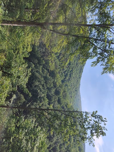 This is a photograph taken in the city of Borima, Bulgaria. The image depicts a lush, verdant forest covering a hillside. The trees are dense and create a thick canopy, with the leaves appearing a vibrant green, suggesting it is likely spring or summer. In the foreground, parts of trees with branches and leaves are visible, some of which are illuminated by sunlight filtering through. The sky above is a clear blue with a few wispy white clouds. The overall scene conveys a sense of natural beauty and tranquility, characteristic of a mountainous or hilly forested area.