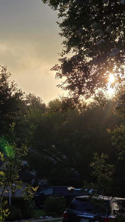 The image depicts a natural scene in Round Rock, United States, with a focus on foliage and sunlight. The sun is visible through the leaves of trees, creating a dappled light effect. In the foreground, there are several vehicles parked, including a black pickup truck and a darker SUV. The background consists of dense greenery and trees, suggesting a residential area or a park. The sky is a soft yellow-orange, indicating either sunrise or sunset. There are no people or animals visible in the image, and no specific actions or interactions are taking place. The overall mood is serene and natural.