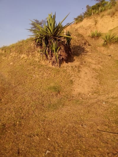 The image depicts an arid, sloped landscape located in Central ward, Kenya, under clear blue sky conditions. The foreground consists of dry, light brown soil with sparse patches of yellowish-green grass. The terrain rises sharply from left to right and towards the background. Dominating the mid-ground is a large, mature agave or sisal plant with numerous stiff, pointed, green leaves radiating outwards from a central rosette. Below this plant, dried, hanging leaf matter is visible. Further up the slope, to the right, several smaller agave-like plants are scattered on the bare earth. The upper background shows additional green foliage from trees and shrubs lining the crest of the slope. No individuals, human-made structures, or actions are present in the scene.