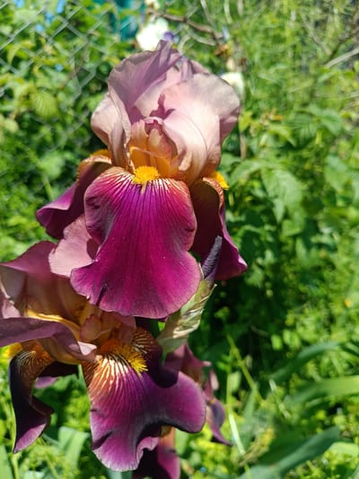 A close-up, eye-level shot features several iris flowers with purple, pink, and yellow petals in a garden setting. The flowers are the primary subject, with the unfurled petals displaying intricate veining and a velvety texture. In the background, a blurred green garden with foliage is visible, and a diamond-patterned wire fence runs across the top left of the image. The lighting is natural, casting soft shadows and highlighting the vibrant colors of the irises. There are no people or animals present in the scene. The image appears to be taken in Novaya Derevnya, Russia, given the context of the provided location.