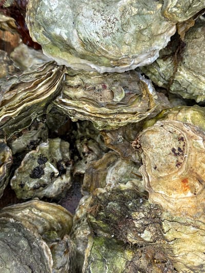 This is a close-up, overhead shot of a pile of oysters, possibly in a market or during preparation for sale. The oysters are rough, layered, and have a dull, mottled green and brown exterior, with some appearing lighter and smoother on the inner surfaces. Some oysters have visible dark, organic material clinging to them, possibly seaweed or other debris from their natural environment. The lighting suggests an outdoor or well-lit indoor setting. No specific location in Murav'evo, Russia can be identified from the image.