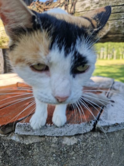 This is a close-up, low-angle, vertical shot of a calico cat peering through a hole in a weathered brick wall. The cat's face, with green eyes and prominent white whiskers, fills much of the frame. Its fur is a mix of white, black, and orange patches. The cat is positioned in the foreground, looking directly at the camera, suggesting curiosity or a desire to interact.
The background is softly blurred, showing what appears to be a natural outdoor setting with greenery and a wooden post or fence. The rough texture of the brick wall and the coarse aggregate of the surrounding concrete are visible, indicating an outdoor, possibly rural, environment. The lighting suggests it is daytime, likely sunny, given the brightness and shadows. The overall mood is one of candid observation of the animal in its environment. No text is visible in the image. The location context of Rikava, Latvia, implies a setting in a rural or semi-rural area of Latvia.