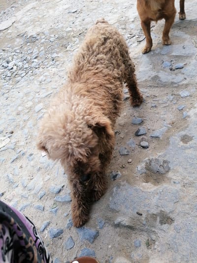 A brown, curly-haired dog walks on a gray stone and dirt surface in Tả Van, Vietnam. Another brown dog is partially visible in the background. A person's leg and shoe are visible in the foreground. The surface is uneven and contains small rocks.