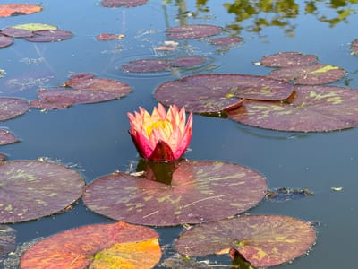 A single pink and yellow water lily blooms in the center of a pond surrounded by dark, round lily pads. The water is dark blue and reflects the green foliage above. Scattered debris floats on the surface of the water. The image was taken in the city of Anglininkai, Lithuania.