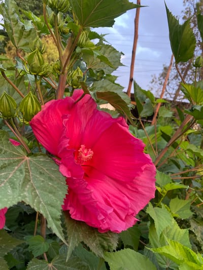 A close-up photograph shows a bright pink hibiscus flower in full bloom, its ruffled petals unfurling. The flower is surrounded by lush green foliage, with several unopened green buds visible to the left. The background is blurred, with hints of trees and a cloudy sky. The scene appears to be outdoors, likely in a garden or natural setting. There are no people or animals present. The lighting suggests it is either early morning or late afternoon. The image does not provide any specific information about the location in Myrza-Ake, Kyrgyzstan, other than its natural, outdoor setting.