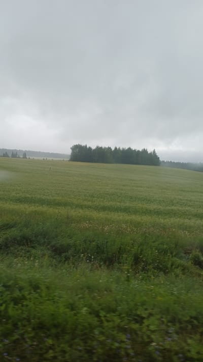 The image depicts a vast, overcast rural landscape in Buranovo, Russia. In the foreground, there is lush green grass and wildflowers, appearing slightly blurred, suggesting movement or a shallow depth of field. Behind this, a large, green field stretches out, possibly a crop field, with subtle horizontal striations. A line of dense trees forms a dark green band across the middle ground, with more distant, less defined treelines and misty hills on the horizon. The sky is a uniform, light gray, indicating cloudy or foggy weather. There are no people or specific structures visible in the image, just the natural environment.