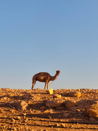 A single dromedary camel stands on a rocky, uneven terrain under a clear blue sky. The camel, a light brown color, is facing to the left, with its head slightly lowered. A thin red rope is attached to its bridle and extends downwards, appearing to be tethered to a light yellow rock in the foreground. The ground is covered with various sizes of rocks and pebbles, with some dark horizontal lines, possibly irrigation pipes, running across it. The lighting suggests it is either early morning or late afternoon, with warm sunlight casting shadows. The location is identified as Keidar, Palestinian Territories.