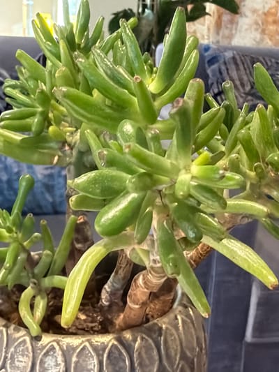 The image is a close-up, eye-level shot of a succulent plant with thick, green, finger-like leaves. The plant is in a textured gray pot. The background is blurred, showing hints of furniture with a blue fabric. The lighting appears to be from the left, creating highlights on the glossy leaves. There are no people visible in the image. The scene is indoors, likely in a residential setting. The location in the city of Viviers, France cannot be determined from the provided image.