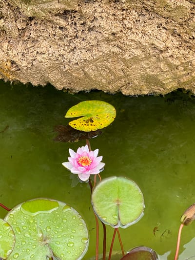This is a close-up, high-angle shot of a pond in Laténa, Switzerland, featuring a blooming pink water lily in the foreground. The water is a murky green, with several lily pads floating on its surface. One lily pad, to the left, is vibrant green and covered in water droplets. Another, to the upper right, is yellow with dark spots. The water lily itself is delicate, with bright pink outer petals and a more intense pink and yellow center. Above the pond, a rough, textured, beige rock formation hangs over the water, with mossy green growth visible along its underside. The scene is tranquil and natural, with no people or animals explicitly visible apart from possibly small dark specks in the water that could be aquatic life.