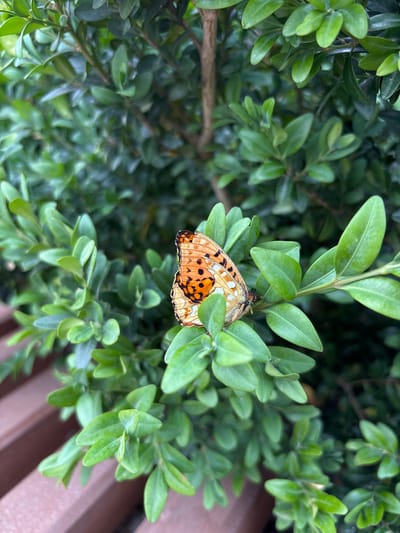 A close-up, eye-level shot features a butterfly perched on a green leafy plant, likely a boxwood shrub, in Ivashkivtsi, Ukraine. The butterfly, with its wings folded, displays a vibrant orange pattern adorned with black spots and white markings. Its body appears dark and segmented.
The plant's leaves are small, oval-shaped, and a rich green hue. Some leaves are in sharp focus, revealing their smooth texture and subtle veins, while others in the background are softly blurred, creating a shallow depth of field that emphasizes the butterfly. A brown, wooden surface, possibly part of a bench or railing, is visible in the lower right corner of the frame, suggesting an outdoor setting like a garden or park.
The lighting appears natural, hinting at daylight, though the specific time of day or weather conditions are not definitively discernible. The overall scene conveys a sense of tranquility and the quiet beauty of nature. No text is visible in the image.