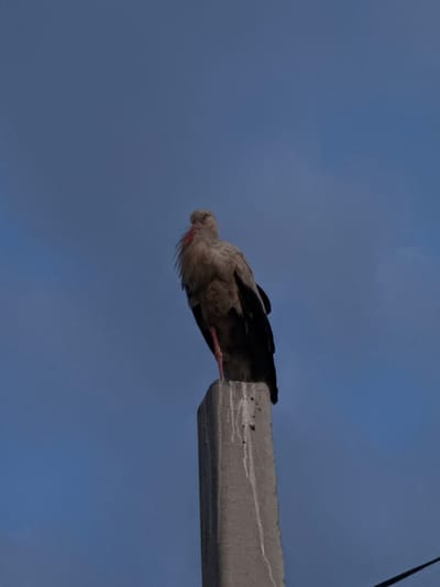 A stork is perched on a concrete pole against a blue sky. The stork is facing to the left, with its head slightly lowered. Its feathers are a mix of white and black. The concrete pole is roughly textured and shows signs of weathering, with white streaks running down its side. The background is a clear blue sky, suggesting an outdoor, possibly rural or semi-urban, setting. The image appears to be taken from a low angle, looking up at the bird and the pole. There are no people or other animals visible in the frame.
