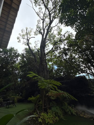 The image depicts a serene natural setting within the city of Ban Na Chom Thian, Thailand. Dominating the scene is a large, mature tree with a thick trunk and extensive branches, set against a backdrop of lush green foliage and a cloudy sky. To the left, a section of a building with a sloped, tiled roof is visible, suggesting an architectural element integrated into the natural landscape. In the foreground, a dark, modern chair rests on a vibrant green carpet of artificial grass, creating a contrast between the man-made and natural elements. Behind the chair, a rock formation is partially obscured by dense ferns and other greenery, with a light mist rising from the lower right section of the frame, possibly indicating a water feature. The overall impression is one of a tranquil, cultivated garden space, likely designed for relaxation and enjoyment of nature.