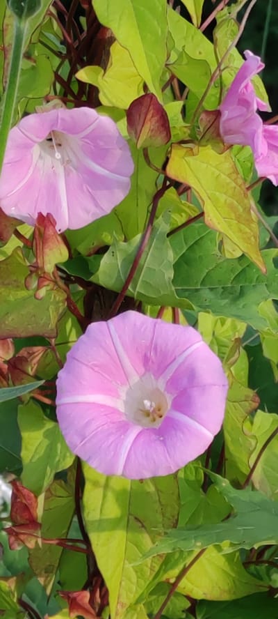 This is a close-up, vertical, eye-level photograph of pink morning glory flowers and green leaves. The flowers are trumpet-shaped with white stripes radiating from the center. One flower is in the foreground, filling the lower half of the frame, and another is in the upper left corner. The leaves are vibrant green, with some appearing yellowish or reddish in places, suggesting they are transitioning or have been exposed to sunlight. Dark red stems intertwine with the foliage. The background is blurred, indicating a shallow depth of field. The scene is outdoors, likely in a garden or natural setting, with dappled sunlight illuminating the flowers and leaves. The image does not contain any people or specific identifiable structures that would allow for pinpointing a location within Angelovo, Russia, or any other city.