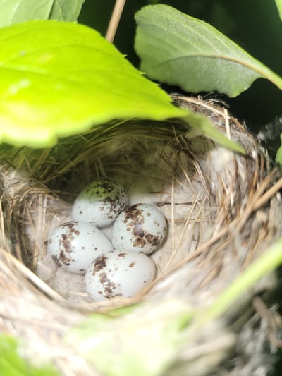 A close-up, eye-level shot focuses on a bird's nest constructed from twigs and lined with soft white material. Four speckled eggs, with a light blue-gray base and brown spots, are nestled within the nest. The nest is partially obscured by vibrant green leaves in the foreground and background, with a thin branch also visible. The image appears to be taken outdoors in a natural setting, possibly a garden or park in Candiac, Canada. The lighting suggests it is daytime, with some light filtering through the leaves. No people or animals are visible in the frame.