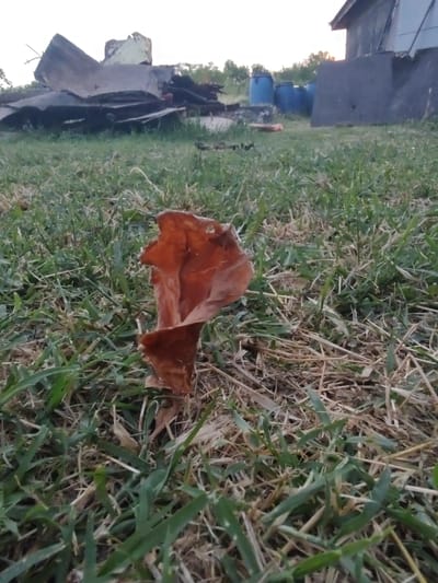 The image depicts an outdoor scene with a focus on a dried brown leaf on the ground. The leaf is the most prominent subject, appearing curled and somewhat brittle, resting on a bed of green grass and dry straw. In the background, to the left, is a building structure with a dark, textured wall and a sloped roof. Several blue barrels are visible near the building, partially obscured by the grass. Further back, a line of trees suggests a natural boundary to the area. The lighting suggests it is either early morning or late afternoon, as the sky appears bright but without direct sunlight. The overall impression is of a somewhat unkempt outdoor space. The location context is Kochmar, Bulgaria. There is no visible text in the image.
