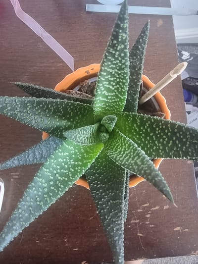 The image shows a close-up, top-down view of a succulent plant in an orange pot. The plant has long, pointed, dark green leaves covered in small, pale green spots. A thin, light-colored stick is inserted into the soil near the center of the plant, likely to support its growth or indicate a watering schedule. The pot sits on a dark brown wooden surface, which appears to be a table or desk, showing some wear and tear with lighter scratches and marks. To the left of the plant, a pale pink ribbon or tape is partially visible, extending diagonally across the frame. In the background, out of focus, are hints of other objects, including what looks like part of a white container or label, and some darker shapes suggesting items on a shelf or in the distance. The lighting suggests it is daytime, possibly indoors, with natural light illuminating the plant. No people are visible. The overall impression is a still life focusing on the texture and pattern of the succulent. There is no discernible text in the image. The location context of Carlisle, United Kingdom is not visually represented.