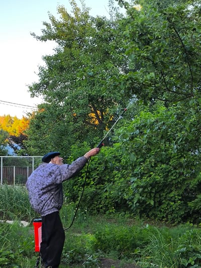 An elderly man, wearing a patterned jacket and a dark beret, stands in a garden in Novonikolskoye, Russia, spraying a tree with a red backpack sprayer and a long nozzle. The man is facing away from the camera, towards a dense, leafy green tree. He appears to be in the process of treating the tree, possibly for pests or disease. The garden is lush and overgrown with various plants, including what appear to be onion stalks and other garden vegetables. In the background, a white fence can be seen, and beyond that, houses and trees, with the warm light of sunset illuminating some of the foliage. The sky is clear and light blue.