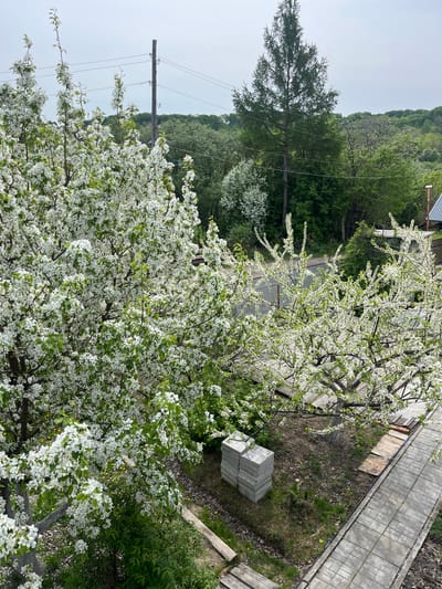 This is an eye-level, outdoor shot taken from a high vantage point, likely in the city of Маяк, Russia. A large tree laden with white blossoms dominates the foreground. Behind the tree, a stack of grey paving stones sits on the ground. A paved walkway constructed from similar grey stones runs along the right edge of the frame. Beyond the walkway, the ground is covered with grass and other vegetation. In the background, a lush forest of green trees rises up a hillside. A utility pole with power lines is visible on the left side of the frame, and a sliver of a building roof is visible to the right of the tree. The sky is overcast and grey.
