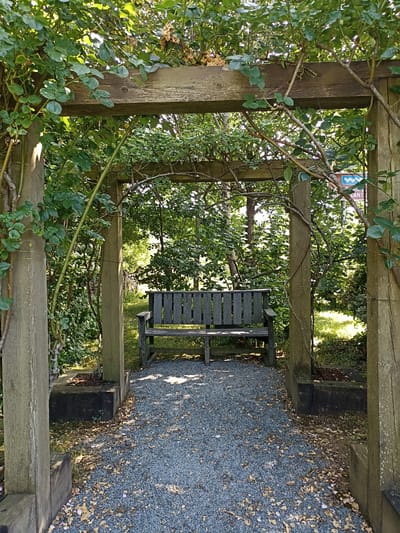 This is a photograph of a wooden garden archway with a bench in the background. The archway is made of aged, weathered wood and is overgrown with greenery, likely rose vines. The bench is a simple, slatted wooden design, appearing weathered and grey. It is positioned centrally within the archway, on a path covered in grey gravel and scattered with fallen leaves. Beyond the archway, a lush, green garden is visible, with dense foliage and trees. Sunlight dapples through the leaves, creating patterns of light and shadow on the ground and bench. The overall impression is one of a peaceful, somewhat wild, garden setting. There are no people in the image. This scene is located in Dungloe, Ireland.