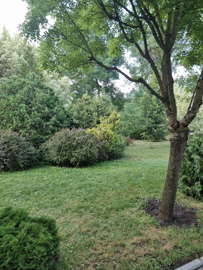 The image depicts a serene park scene in Hămagiuca, Moldova. In the foreground, a mature tree with rough bark stands to the right, its branches extending towards the viewer. To the left and center, lush green grass covers the ground, with a few patches of dry, yellowed grass. Several shrubs and trees of varying sizes and shades of green are arranged throughout the park, creating a natural and somewhat dense foliage. The background reveals more trees and a bright sky peeking through the canopy. The overall impression is one of a well-maintained, natural outdoor space, likely a public park or garden, with no people or specific activities visible.