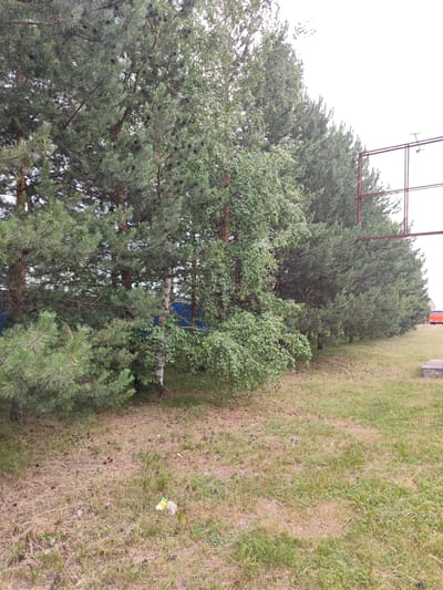 The image depicts a scene in Nefteyugansk, Russia, featuring a dense line of coniferous trees, predominantly pine, with interspersed birch trees. The ground in the foreground is covered with dry grass, pine needles, and fallen pinecones. A small piece of white and green litter is visible on the ground. In the background, a large, weathered metal frame structure, possibly part of an abandoned billboard or advertisement, stands against an overcast sky. To the far right, a distant orange vehicle, likely a bus or van, is partially visible on a paved surface. A small concrete slab is also present near the right edge of the image. The overall impression is one of a somewhat neglected outdoor area bordering a forested strip, possibly a roadside or the edge of a park.
