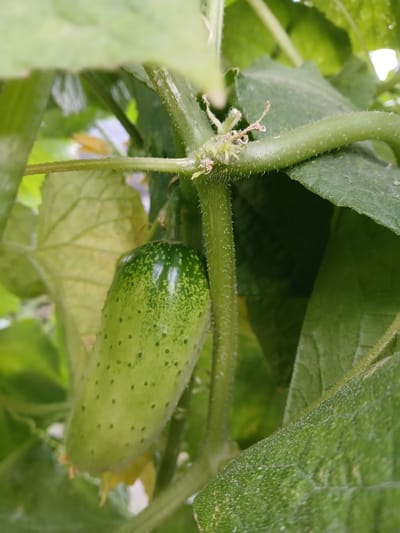 A close-up, low-angle shot captures a young cucumber fruit growing on a vine in a garden. The cucumber is light green with darker green speckles and has a slightly bumpy texture. It hangs from a thick, hairy stem that is part of the plant's branching structure. Other green leaves and stems are visible in the background, creating a lush, natural environment. The image appears to be taken outdoors during the daytime. The location is identified as Коктал, Kazakhstan.