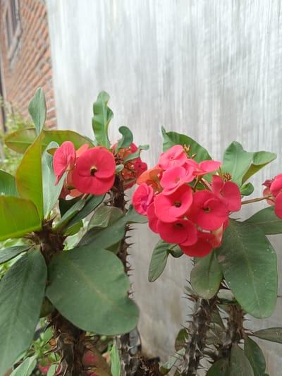 The image displays a close-up of a vibrant Crown of Thorns plant (Euphorbia milii) set against two distinct wall backgrounds. The main subjects are the plant's bright red flowers, its green leaves, and its notably thorny stems.
Several clusters of small, circular, bright red flowers, which are actually bracts, are visible, each with a dark center. The plant's leaves are broad, elongated, and green, with some appearing slightly dusty. The stems are thick and woody, densely covered with prominent, sharp thorns.
The background on the left side features a partially visible reddish-brown brick wall. The majority of the background, on the right and in the upper section, shows a light grey, textured wall, possibly concrete or stucco, characterized by subtle vertical streaks or patterns.
The scene is an outdoor setting, likely a garden or a plant in a pot placed against a building. The natural, soft lighting suggests it is daytime. No people or specific activities are depicted. There is no visible text. The location context provided is Aluebuket, Indonesia.