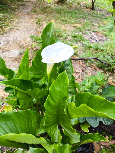 A close-up, eye-level shot captures a single white Calla lily with its iconic spathe and spadix, set against a backdrop of lush green foliage. The flower, with its elegantly curved white petal, has a small yellow stamen peeking out from the center. Surrounding the bloom are large, glossy, deep green leaves, some of which show slight water droplets, indicating recent rain or watering. The leaves are broad and heart-shaped, with prominent veins and wavy edges, creating a dense, verdant cluster.

The background is softly blurred, suggesting a shallow depth of field, but it reveals a path made of gravel or small stones, winding through a garden. The path appears somewhat worn, with patches of dry earth and scattered green vegetation along its edges. Further back, more greenery and hints of tree trunks are visible, creating a natural, outdoor setting. A dark, curved object, possibly a garden hose or a fallen branch, is discernible in the mid-ground amidst the foliage.

The overall impression is one of natural beauty and tranquility. The lighting appears to be soft, diffused daylight, enhancing the vibrant green of the leaves and the purity of the white flower. The image does not contain any people or animals. The scene is consistent with a garden setting in Baghrypsta, Abkhazia, known for its subtropical climate and abundant flora.