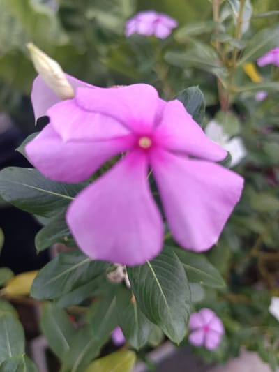 The image presents a close-up, vertical-orientation view of a single, vibrant purple-pink five-petaled flower, likely a Madagascar Periwinkle (Catharanthus roseus), in full bloom. The flower's center exhibits a darker, more vivid pink "eye" surrounding a small, yellowish reproductive structure. To the upper left of the main flower, a light green, un-opened flower bud is visible. The primary subject is sharply focused, demonstrating a shallow depth of field. Surrounding the prominent flower are multiple dark green, elliptical leaves with visible venation, some in focus and others blurred. The background consists of heavily blurred green foliage and several other out-of-focus purple-pink flowers, indicating a plant with multiple blooms. No human figures or discernible man-made objects are present. The scene is static, capturing the natural environment of the flora. The specified location is Ouderkerk aan de Amstel, Netherlands.