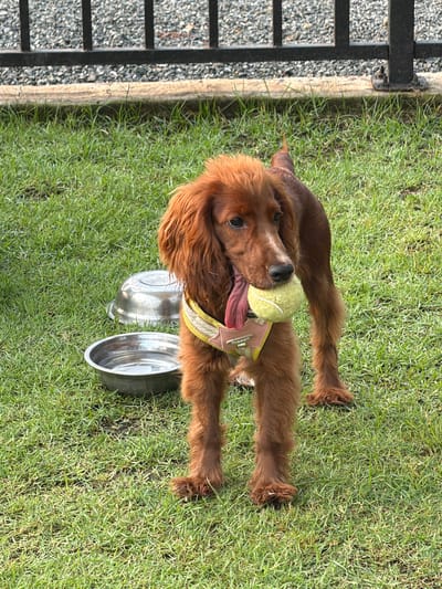 A brown, long-haired dog is lying on its belly in a grassy area. The dog holds a tennis ball in its mouth and is wearing a yellow collar. Two metal bowls sit near the dog. To the left of the grass is a black metal fence bordering a concrete walkway covered in gray gravel. The location is Tha Sala, Thailand.