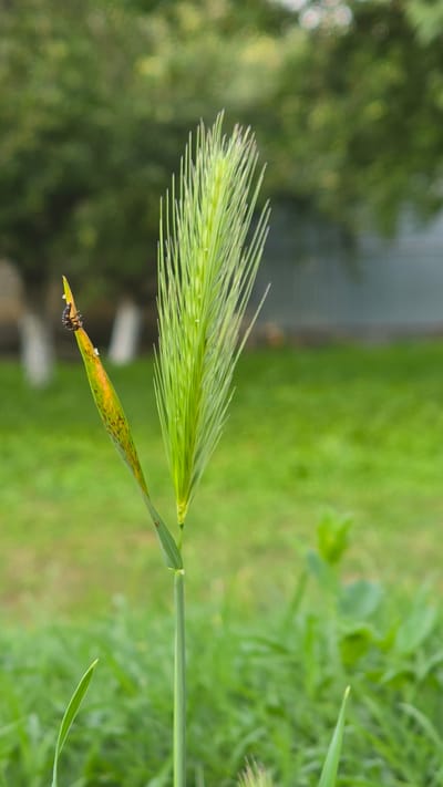The image shows a close-up of a green barley or wheat stalk with a distinct, feathery top. To the left of the main stalk, a single, dried, yellowish leaf is positioned diagonally, with several small white insects and a ladybug larva on its surface. The background is blurred, with soft green foliage and hints of a fence or building structure in the distance, suggesting an outdoor environment in a rural or suburban area. The lighting appears natural and diffused. The scene is set outdoors, with the focus sharply on the plant and insects, while the surroundings are rendered out of focus to emphasize the foreground subjects.