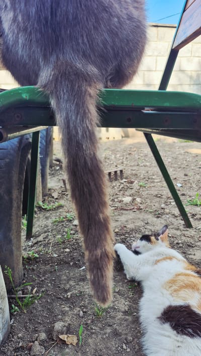 The image shows two cats in an outdoor setting, likely a yard or garden, with a focus on their tails and bodies. The ground is a mix of dirt, pebbles, and some sparse green vegetation, with several worn tires visible in the lower part of the frame. In the background, a portion of a wooden surface and a green metal structure, possibly part of a table or bench, are visible.

One cat, predominantly grey, is partially seen from the rear, with its bushy tail extending horizontally across the frame. The other cat, a calico with patches of white, orange, and dark brown, is lying down on the ground to the right, facing towards the viewer's left, with its head resting on its paws. One of its front paws is extended forward.

The lighting suggests it is daytime, with natural sunlight. The overall scene appears relaxed, with the cats seemingly resting in a quiet outdoor environment. No text is visible in the image. The location context provided is Ialoveni, Moldova.