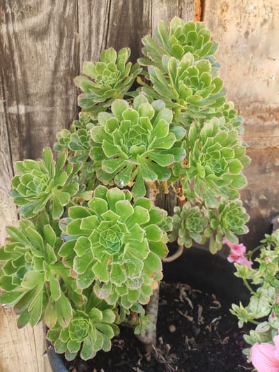 A close-up, eye-level, vertical shot shows a cluster of vibrant green succulent plants with reddish-brown edges on their leaves. The succulents are arranged in a dense rosette pattern, with some leaves slightly unfurling and others tightly packed. The plants are in a dark pot filled with soil and dried organic matter. To the right of the succulents, a few delicate pink petunia flowers are visible, adding a contrasting splash of color.
The background features a weathered wooden plank on the left, showing vertical grain and texture. To the right of the wood, a rusted metal surface with an orange-brown patina is present. The overall environment suggests an outdoor setting, potentially a garden or patio in Lumbrales, Spain. The lighting appears to be natural, casting subtle shadows and highlighting the details of the plants. No people are present in the image.