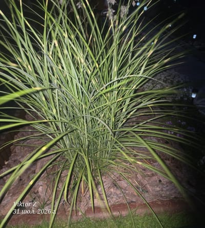 The image shows a close-up view of a large, dense clump of tall, green, grass-like plants with yellow striping. The plants are positioned in front of a rocky, textured surface that appears to be a garden border or retaining wall. The lighting suggests it is nighttime, with some artificial lights visible in the background, possibly garden path lights or distant building lights. Small purple flowers are scattered in the background among some smaller white flowers. A small, cylindrical garden light fixture is visible to the right in the background. The bottom left of the image contains text that reads "Viktor Z 31 июл. 2026 г.", which is a timestamp indicating the date of the photograph. The overall environment appears to be an outdoor garden or park setting, possibly in the city of Šveicarai, Lithuania.