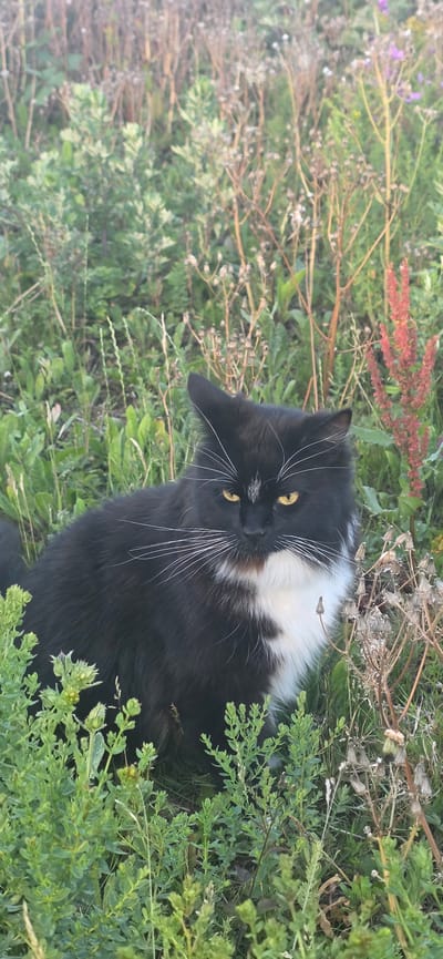 A black and white cat is sitting amongst tall green grass and dried plants in a natural environment. The cat is facing the camera, with its yellow eyes open and looking directly at the viewer. Its fur is fluffy and appears to be long-haired, with white markings on its chest and face. The background is blurred, suggesting the focus is on the cat. The scene appears to be outdoors, possibly in a field or meadow. There are no people or man-made structures visible in the image. The lighting suggests it is daytime, with soft natural light illuminating the scene.